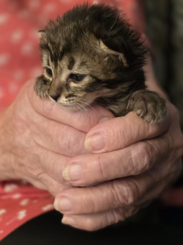 Simba