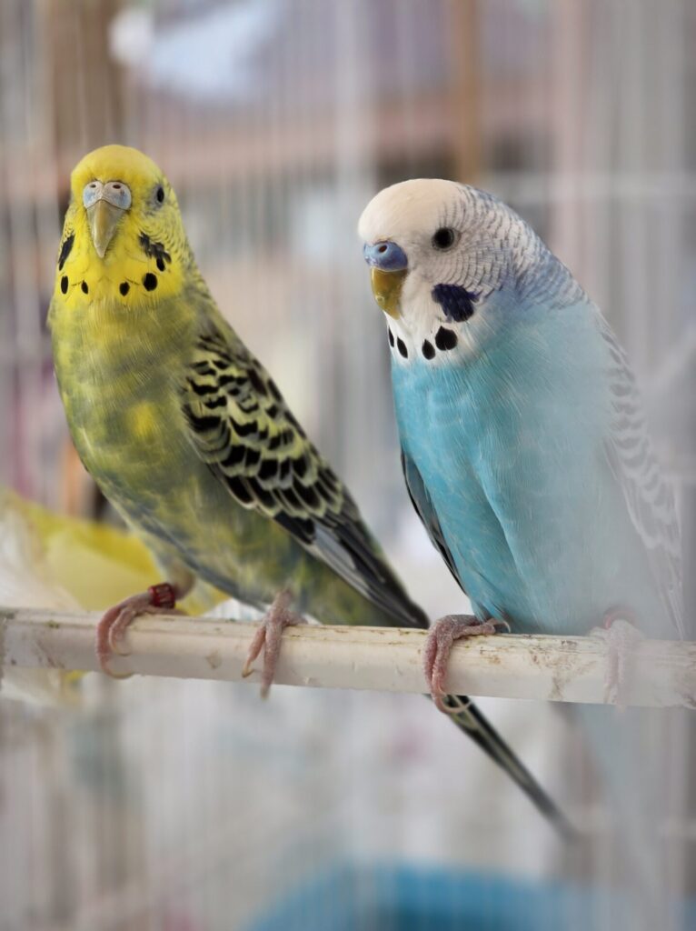 Arlequín y Pierrot