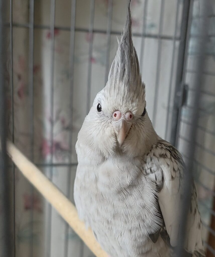 Federico