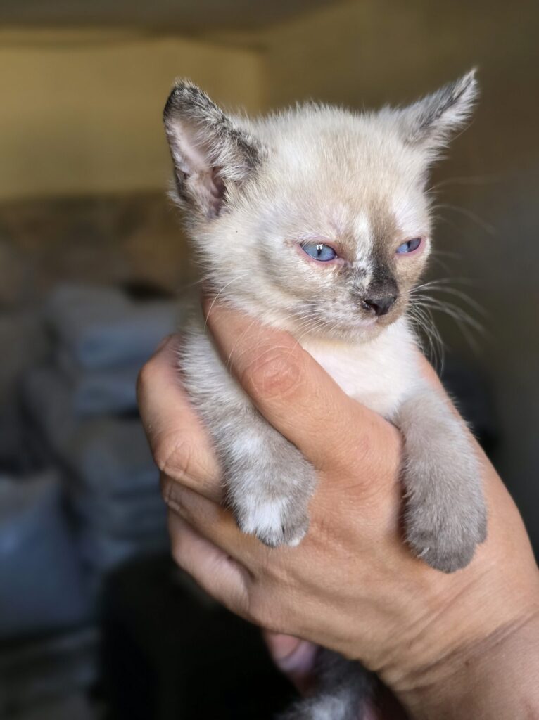 Perseida