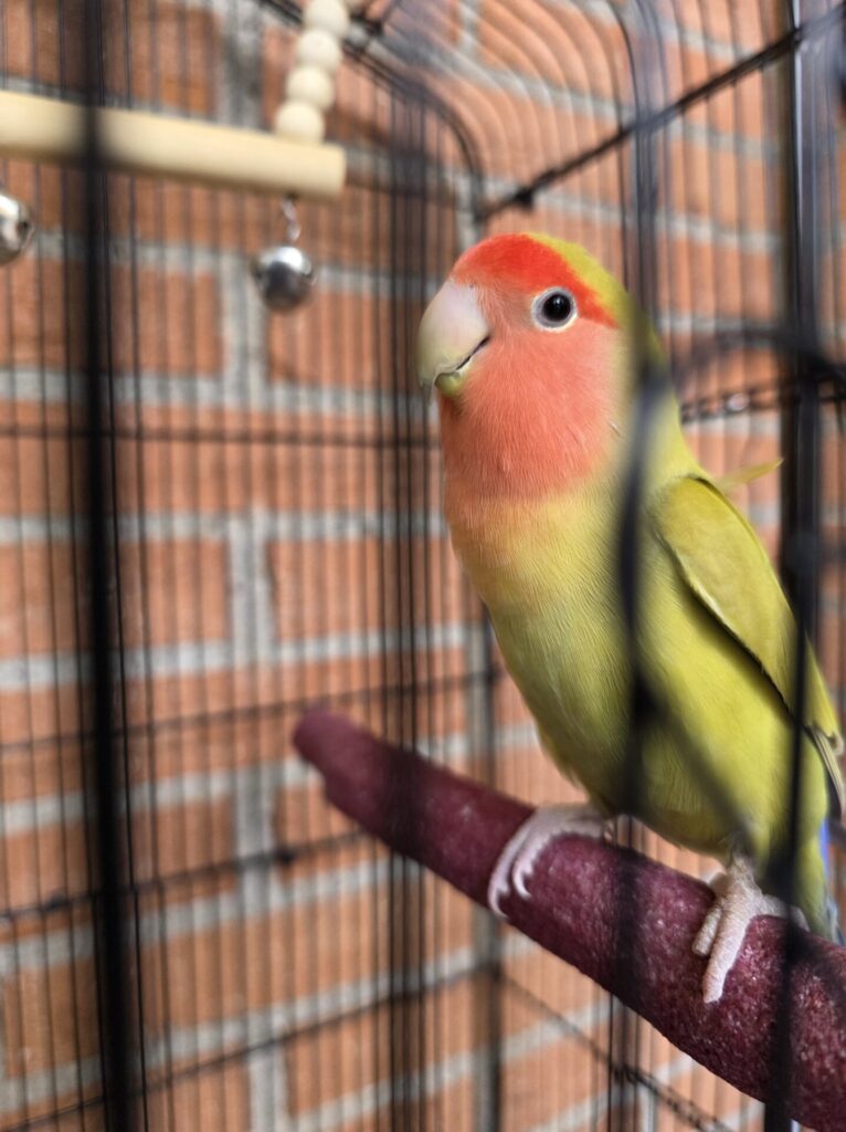 Pistacho