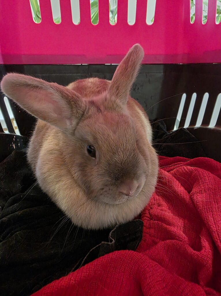Tina