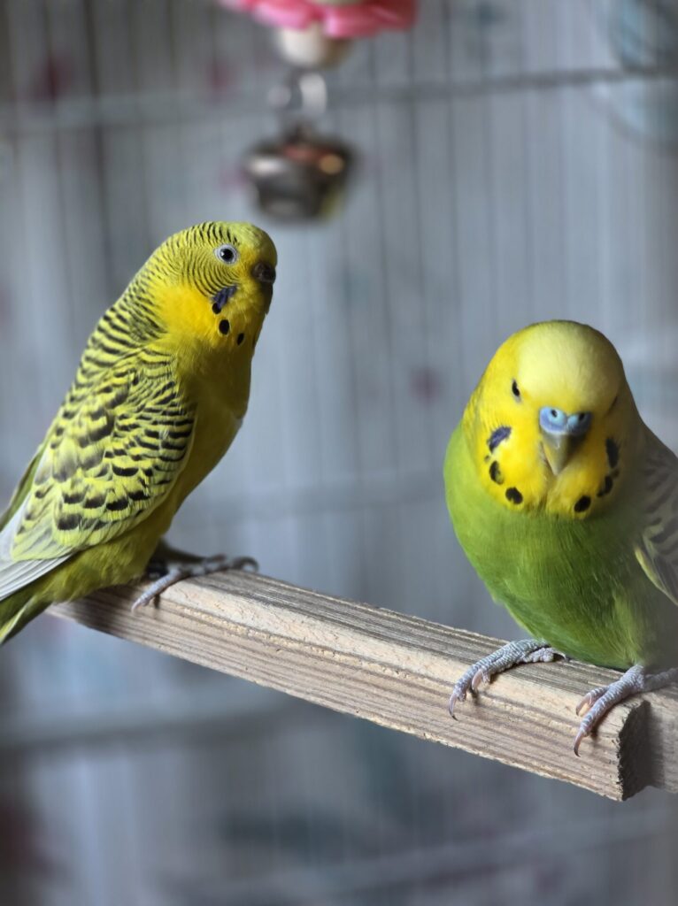 Curro y Rosita