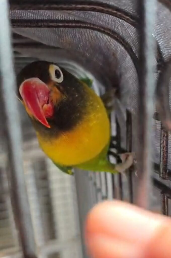 Gustavo