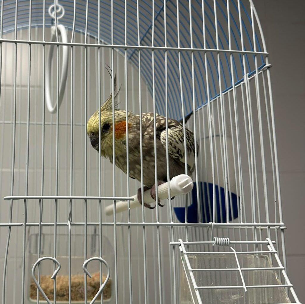 Serafino